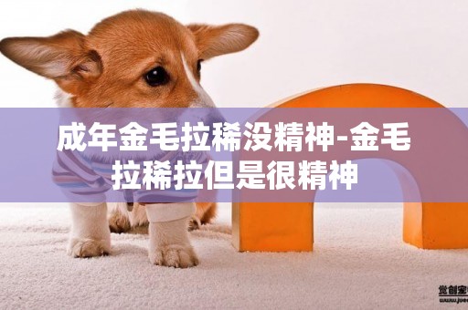 成年金毛拉稀沒精神-金毛拉稀拉但是很精神
