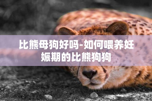 比熊母狗好嗎-如何喂養妊娠期的比熊狗狗