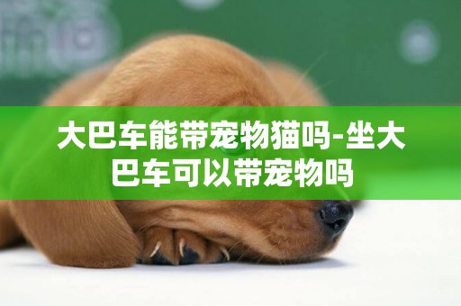 大巴車能帶寵物貓嗎-坐大巴車可以帶寵物嗎