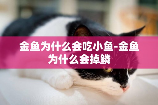 金魚為什么會吃小魚-金魚為什么會掉鱗