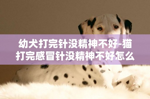 幼犬打完針沒精神不好-貓打完感冒針沒精神不好怎么辦