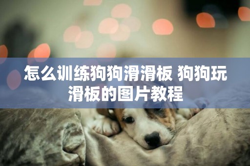 怎么訓練狗狗滑滑板 狗狗玩滑板的圖片教程