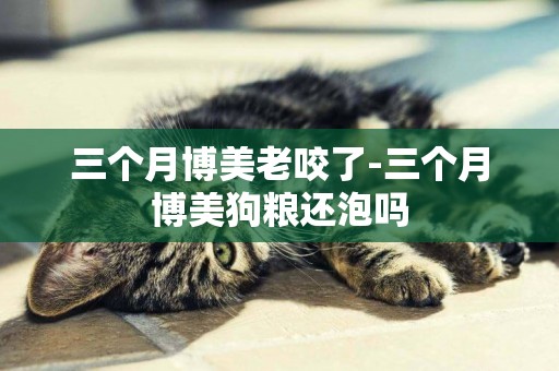 三個月博美老咬了-三個月博美狗糧還泡嗎