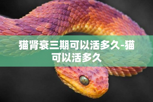 貓腎衰三期可以活多久-貓可以活多久