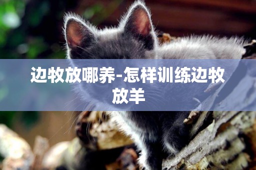 邊牧放哪養-怎樣訓練邊牧放羊