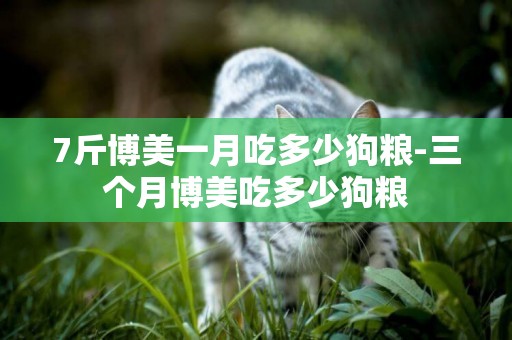 7斤博美一月吃多少狗糧-三個月博美吃多少狗糧