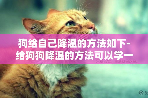 狗給自己降溫的方法如下-給狗狗降溫的方法可以學一下