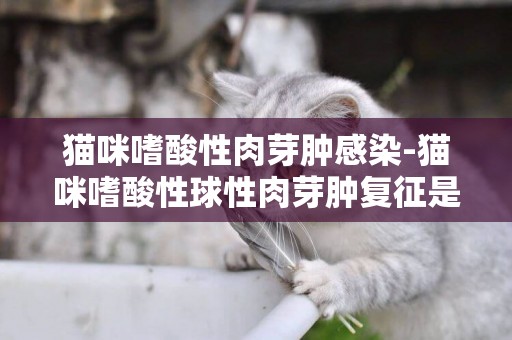 貓咪嗜酸性肉芽腫感染-貓咪嗜酸性球性肉芽腫復征是什么