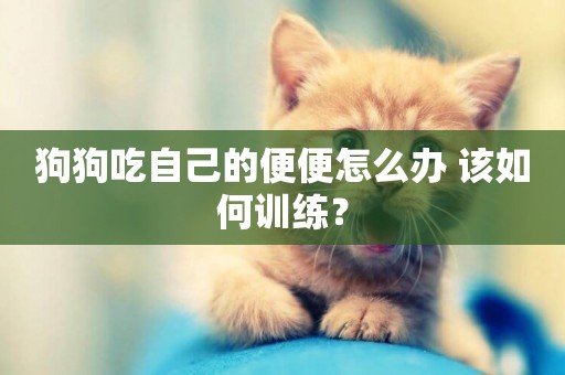 狗狗吃自己的便便怎么辦 該如何訓練？