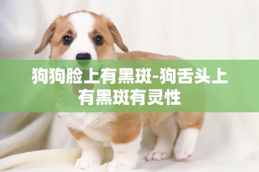 狗狗臉上有黑斑-狗舌頭上有黑斑有靈性