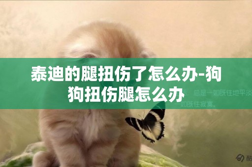 泰迪的腿扭傷了怎么辦-狗狗扭傷腿怎么辦