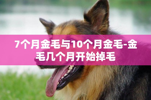 7個月金毛與10個月金毛-金毛幾個月開始掉毛