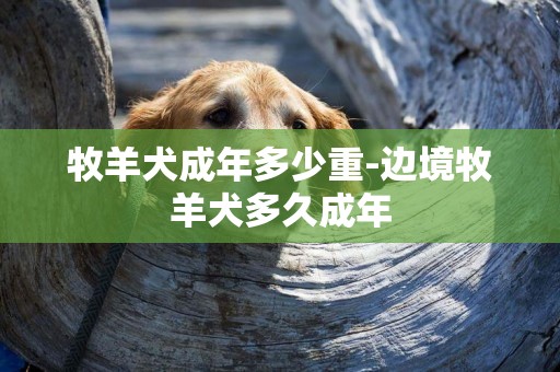 牧羊犬成年多少重-邊境牧羊犬多久成年