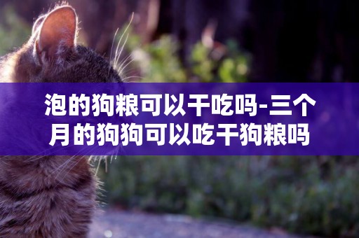 泡的狗糧可以干吃嗎-三個月的狗狗可以吃干狗糧嗎