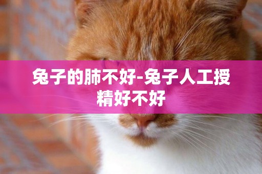 兔子的肺不好-兔子人工授精好不好