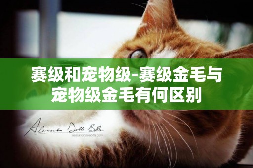 賽級和寵物級-賽級金毛與寵物級金毛有何區別