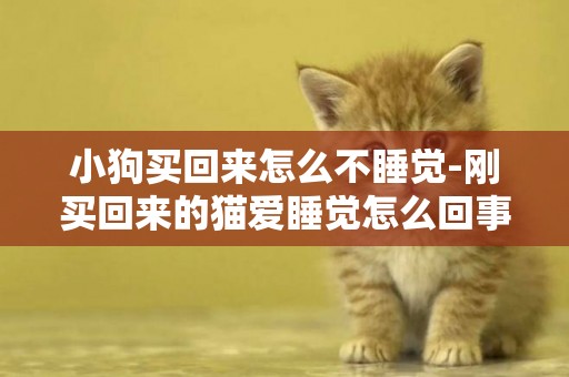 小狗買回來怎么不睡覺-剛買回來的貓愛睡覺怎么回事