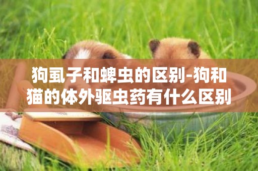 狗虱子和蜱蟲的區別-狗和貓的體外驅蟲藥有什么區別