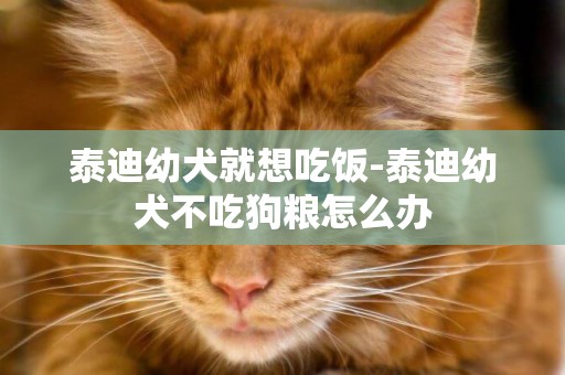 泰迪幼犬就想吃飯-泰迪幼犬不吃狗糧怎么辦