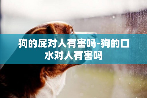 狗的屁對人有害嗎-狗的口水對人有害嗎