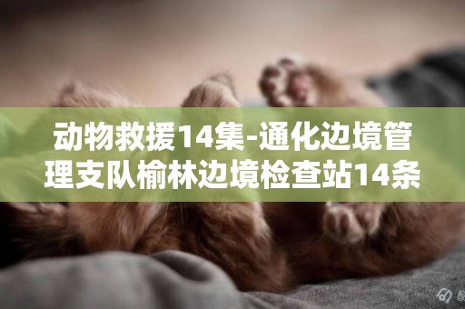 動物救援14集-通化邊境管理支隊榆林邊境檢查站14條警犬集體打疫苗