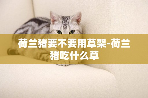 荷蘭豬要不要用草架-荷蘭豬吃什么草