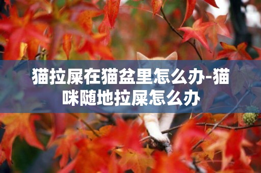 貓拉屎在貓盆里怎么辦-貓咪隨地拉屎怎么辦