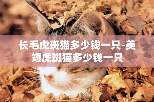 長毛虎斑貓多少錢一只-美短虎斑貓多少錢一只