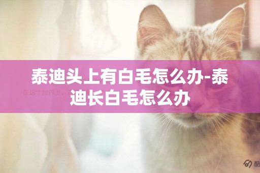 泰迪頭上有白毛怎么辦-泰迪長白毛怎么辦