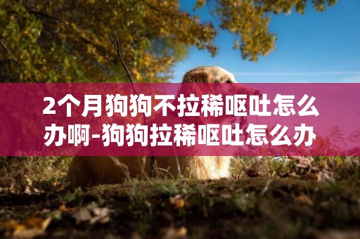 2個月狗狗不拉稀嘔吐怎么辦啊-狗狗拉稀嘔吐怎么辦