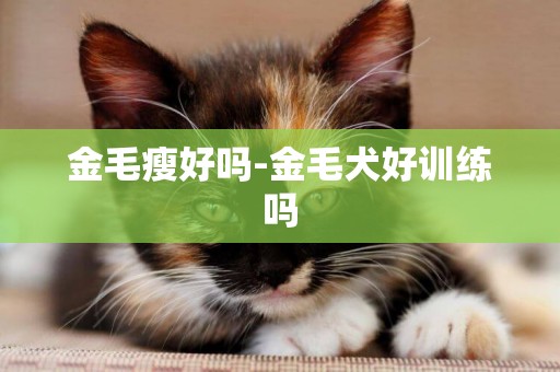 金毛瘦好嗎-金毛犬好訓練嗎