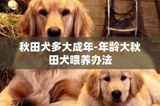 秋田犬多大成年-年齡大秋田犬喂養辦法