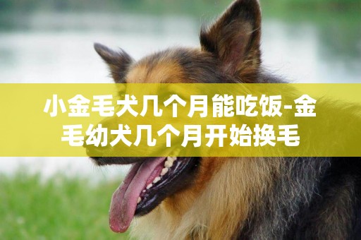 小金毛犬幾個月能吃飯-金毛幼犬幾個月開始換毛