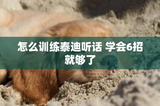 怎么訓練泰迪聽話 學會6招就夠了