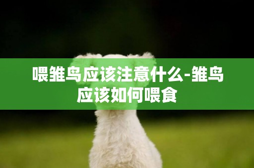 喂雛鳥應該注意什么-雛鳥應該如何喂食