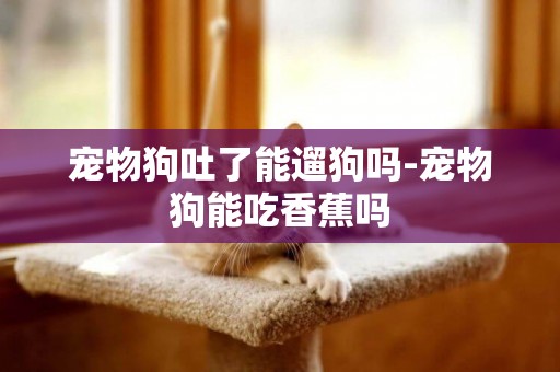 寵物狗吐了能遛狗嗎-寵物狗能吃香蕉嗎