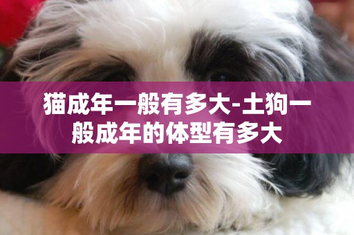 貓成年一般有多大-土狗一般成年的體型有多大