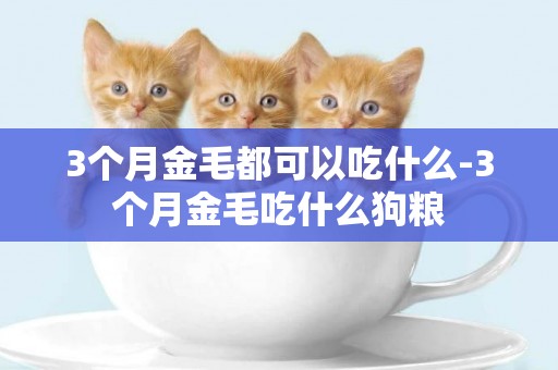 3個月金毛都可以吃什么-3個月金毛吃什么狗糧