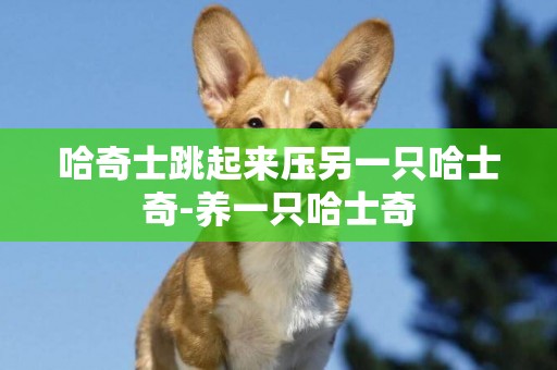 哈奇士跳起來壓另一只哈士奇-養一只哈士奇