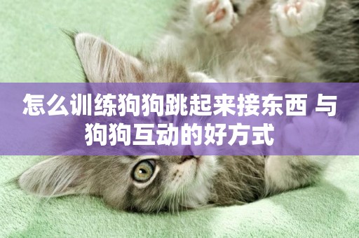 怎么訓練狗狗跳起來接東西 與狗狗互動的好方式