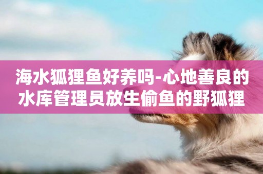 海水狐貍魚好養嗎-心地善良的水庫管理員放生偷魚的野狐貍
