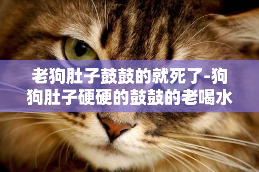 老狗肚子鼓鼓的就死了-狗狗肚子硬硬的鼓鼓的老喝水怎么回事