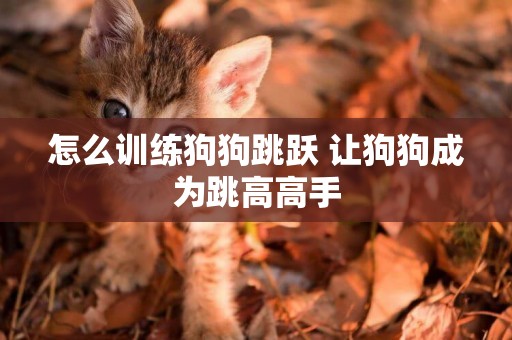 怎么訓練狗狗跳躍 讓狗狗成為跳高高手