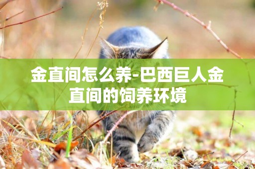金直間怎么養-巴西巨人金直間的飼養環境