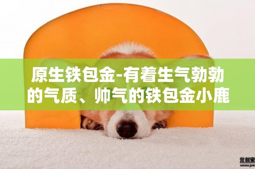 原生鐵包金-有著生氣勃勃的氣質、帥氣的鐵包金小鹿犬