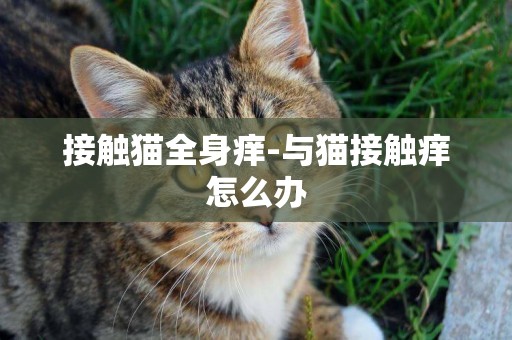 接觸貓全身癢-與貓接觸癢怎么辦