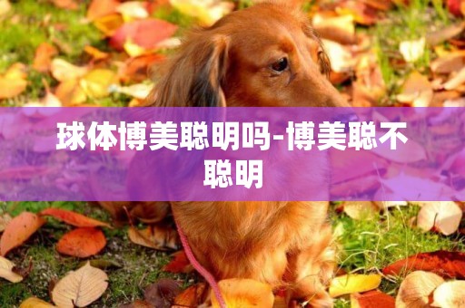 球體博美聰明嗎-博美聰不聰明
