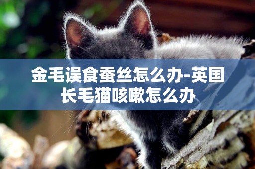 金毛誤食蠶絲怎么辦-英國長毛貓咳嗽怎么辦