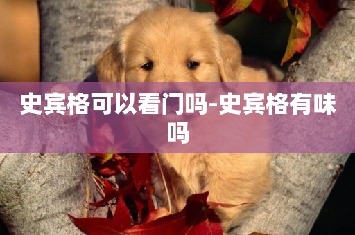 史賓格可以看門嗎-史賓格有味嗎