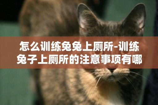 怎么訓練兔兔上廁所-訓練兔子上廁所的注意事項有哪些